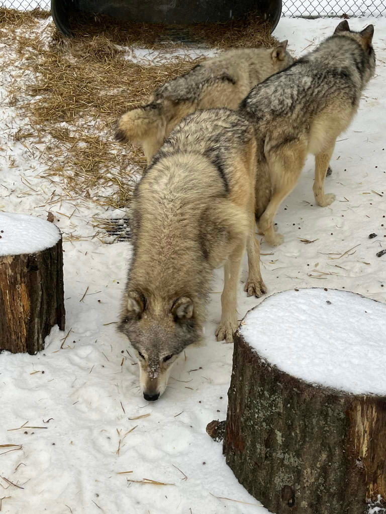 Memphis Zoo animals play in snow, hide from the cold amid winter storm