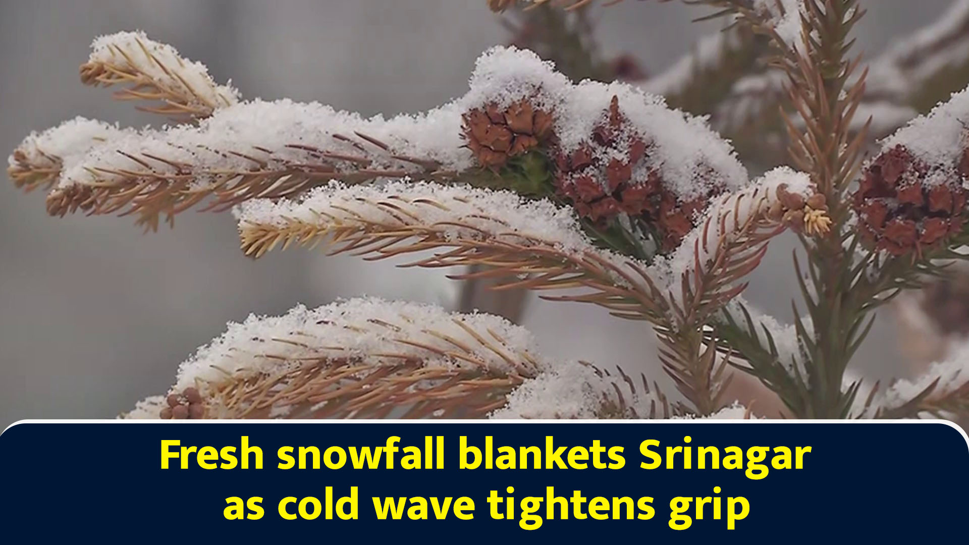 Fresh snowfall blankets Srinagar as cold wave tightens grip