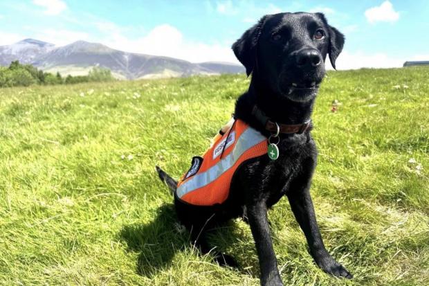 'Extraordinary' retired search dog dies after terminal cancer diagnosis
