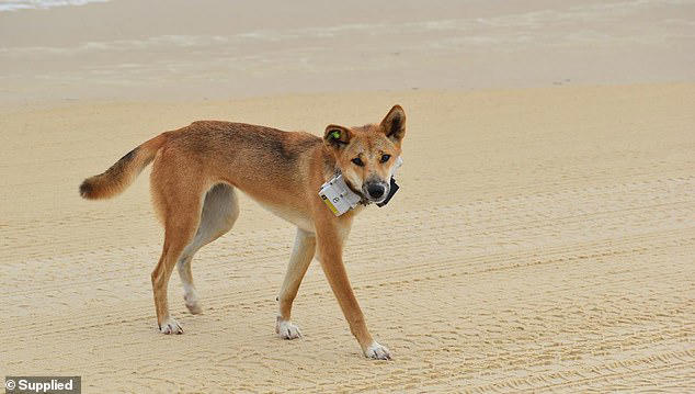 Heartbreaking theory on why Canadian was really on an Aussie beach ...