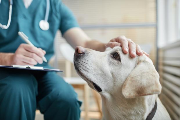 meet-the-vets-vets-in-and-around-dorset-putting-your-animal-s-welfare