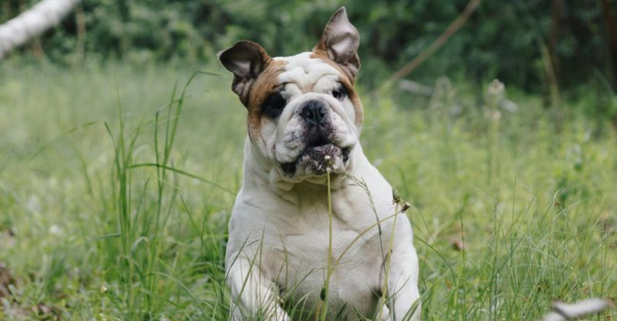 The overbreeding vs demand argument won't stop – 11 breeds most linked ...