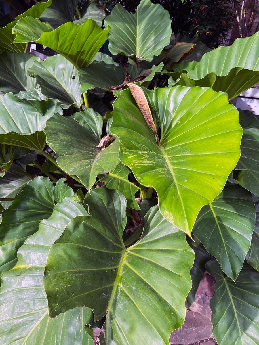17 Air-Purifying Plants That Can Help Eliminate Toxins Indoors All Year