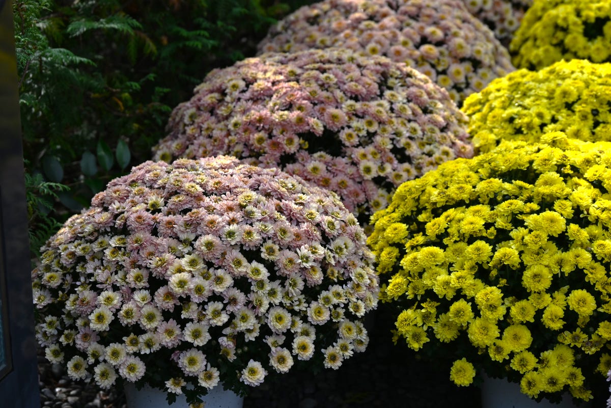 17 Air-Purifying Plants That Can Help Eliminate Toxins Indoors All Year