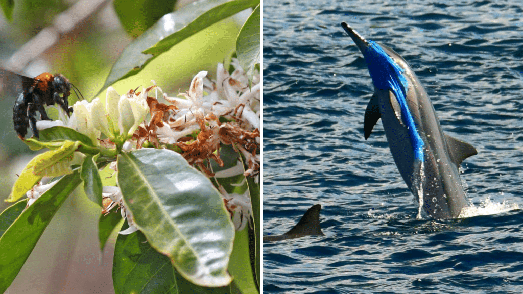 How pollution has harmed wildlife around the world