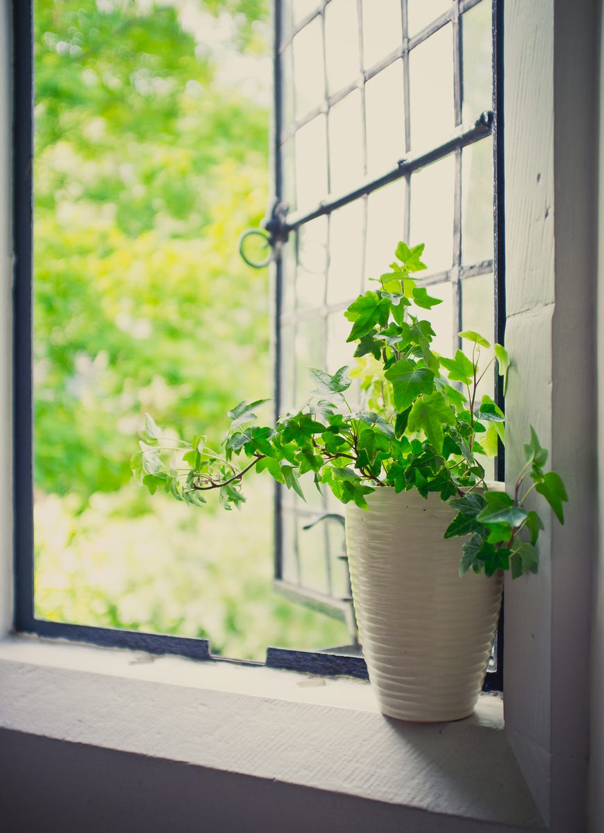 17 Air-Purifying Plants That Can Help Eliminate Toxins Indoors All Year