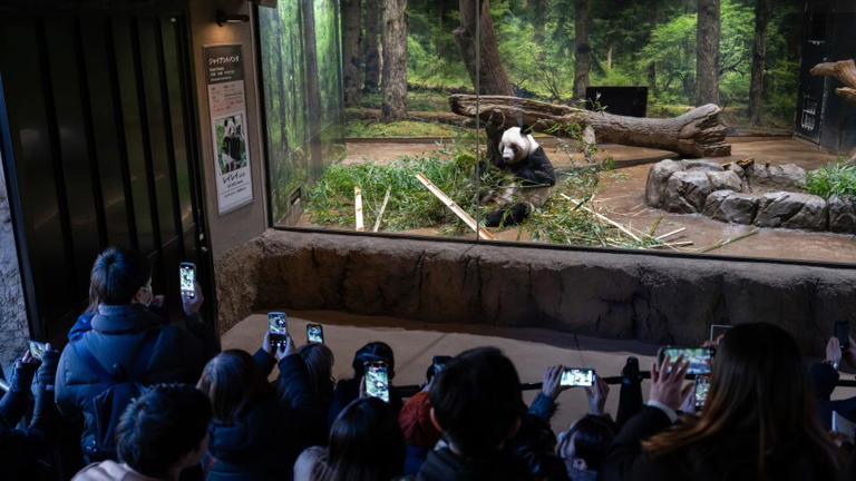 Multitudes se despiden de los últimos pandas de Japón antes de regresar a China en medio de tensiones