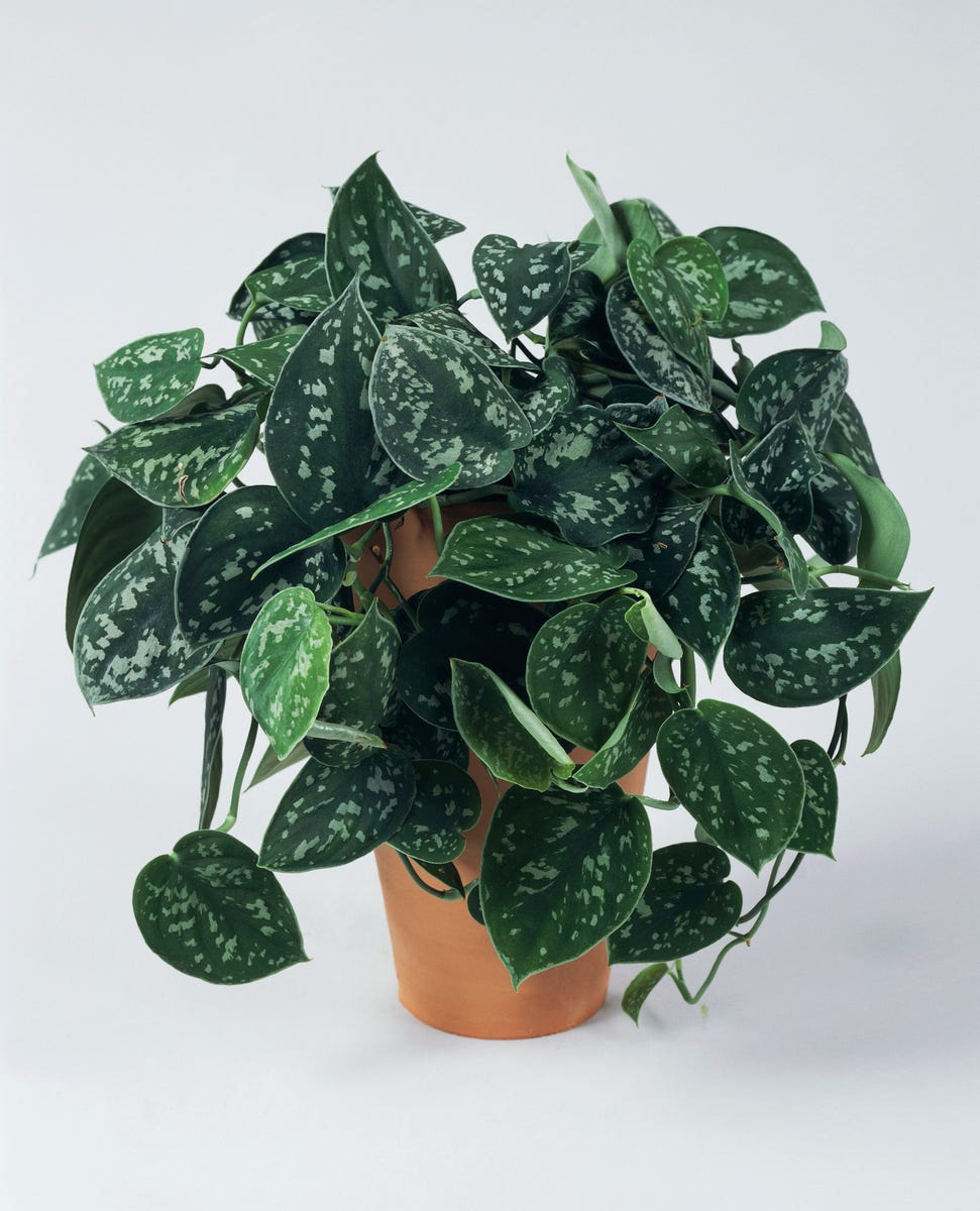 17 Air-Purifying Plants That Can Help Eliminate Toxins Indoors All Year