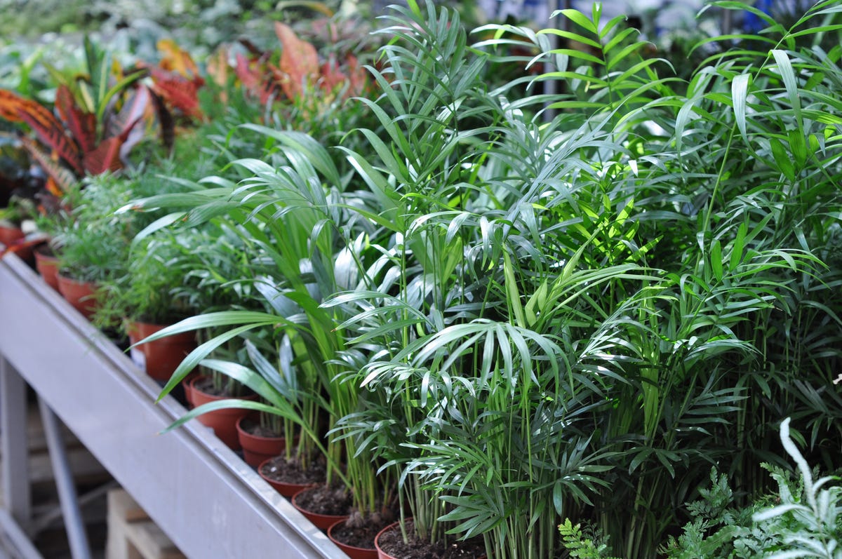 17 Air-Purifying Plants That Can Help Eliminate Toxins Indoors All Year