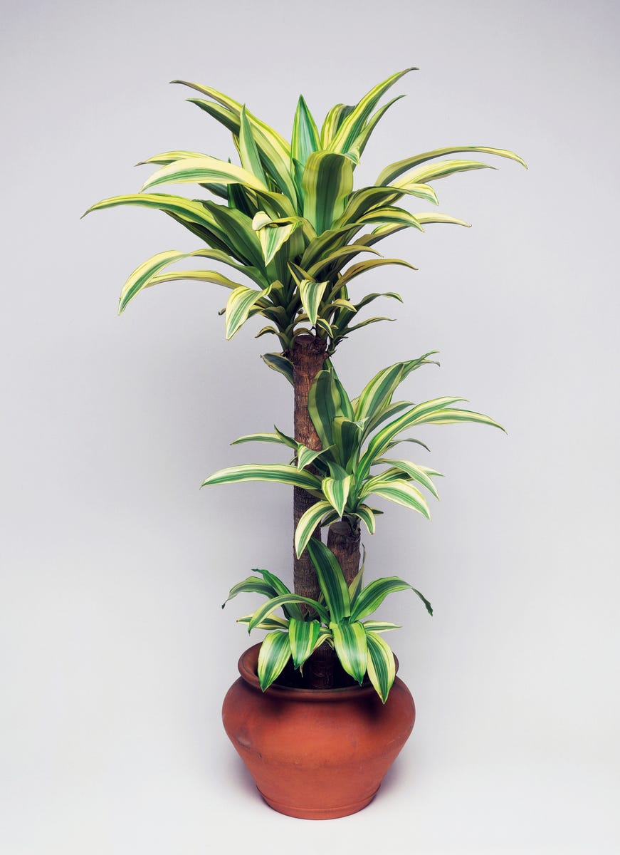 17 Air-Purifying Plants That Can Help Eliminate Toxins Indoors All Year