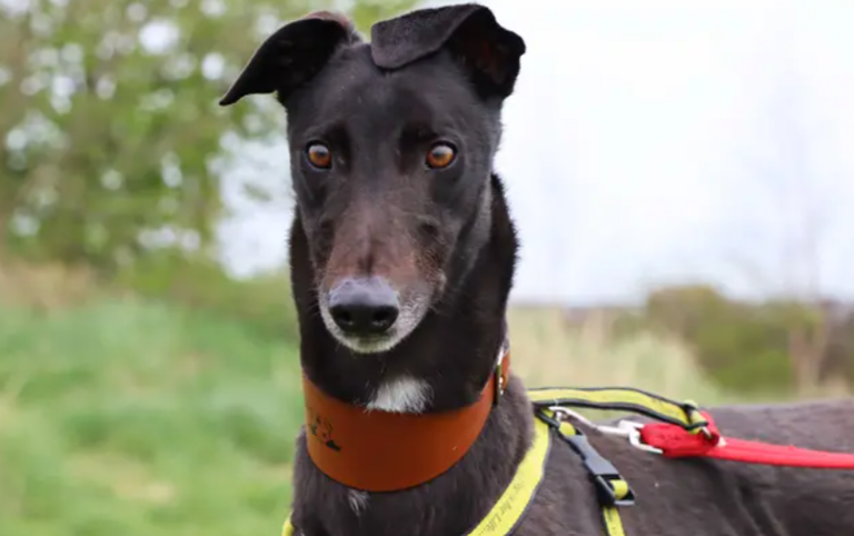 17 adorable Dogs Trust canines looking for their forever homes right ...