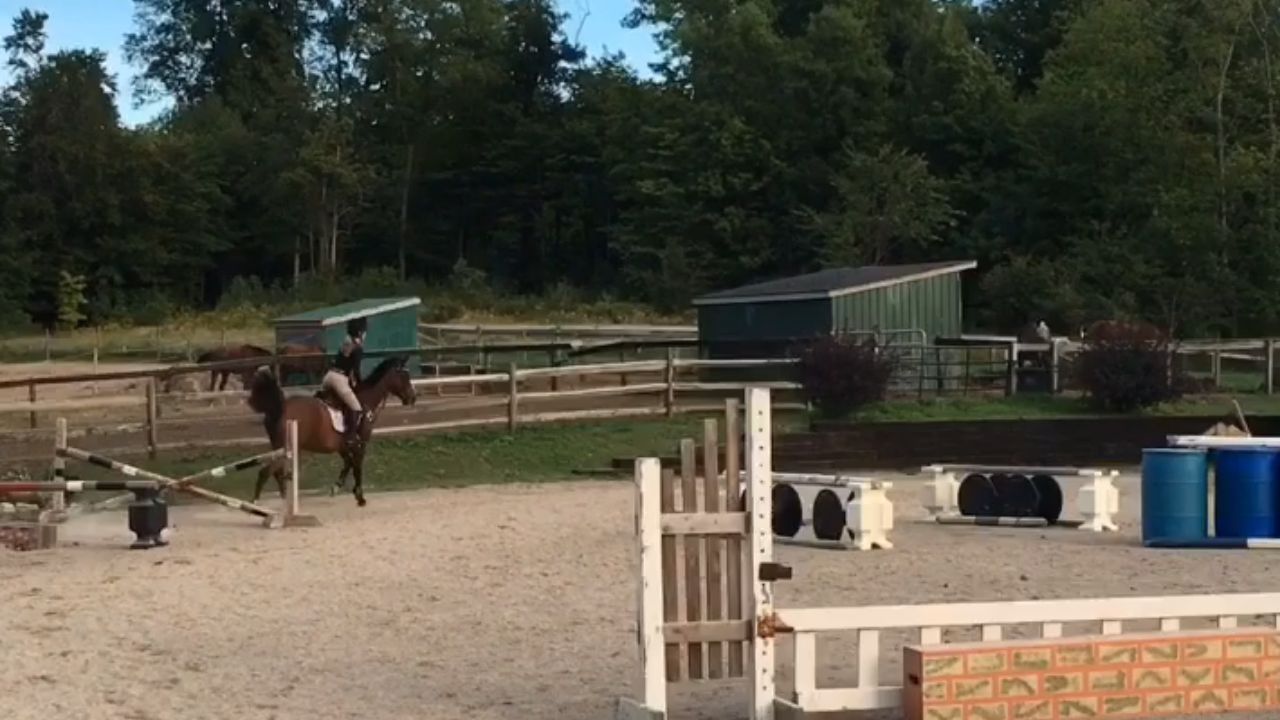 Horse-riding fail moment shows rider and her horse tumbling after a ...