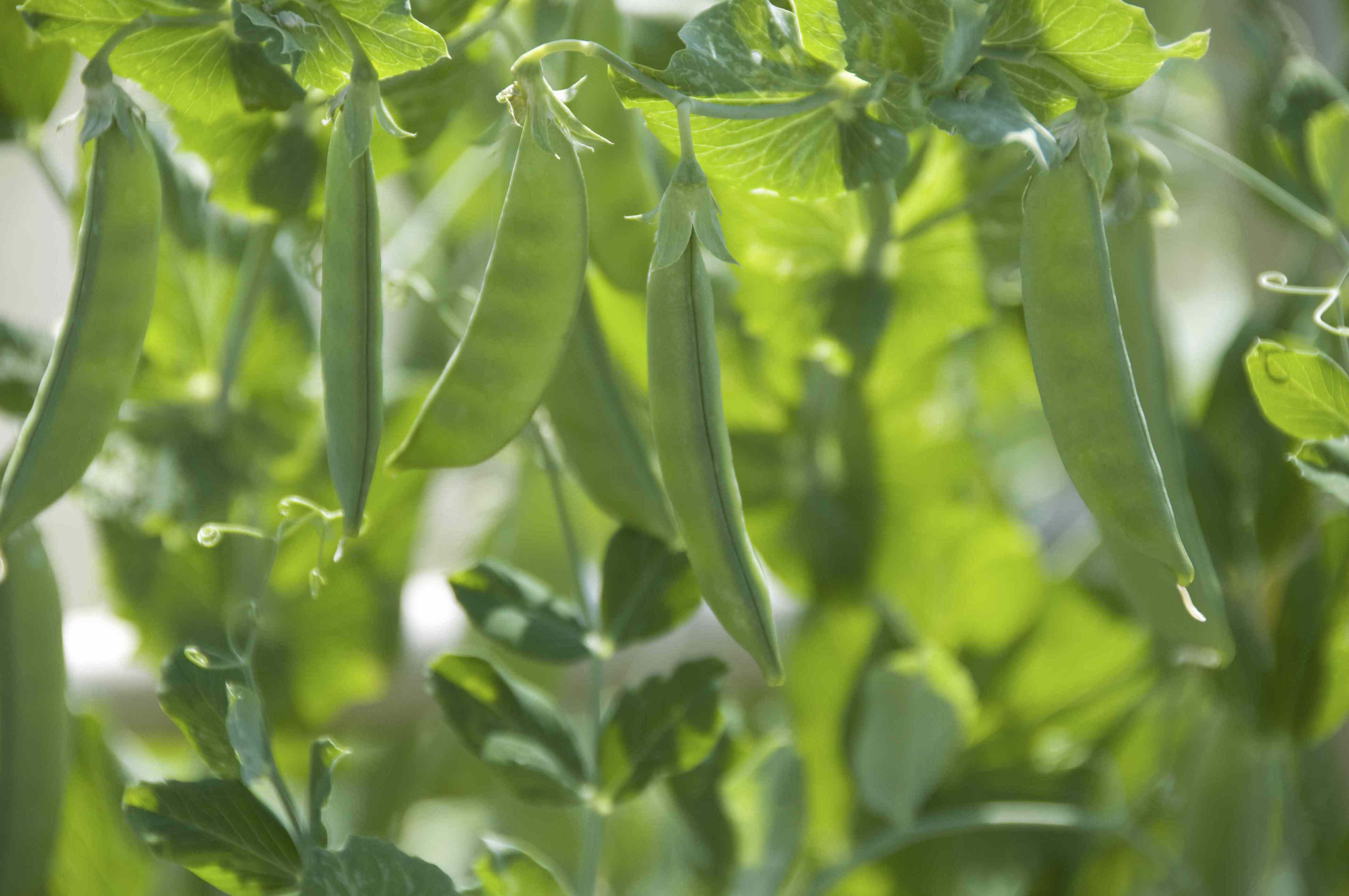 How to grow peas indoors for a thriving harvest all year long