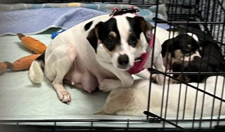 Local animal shelter seeks support after taking in 28 dogs