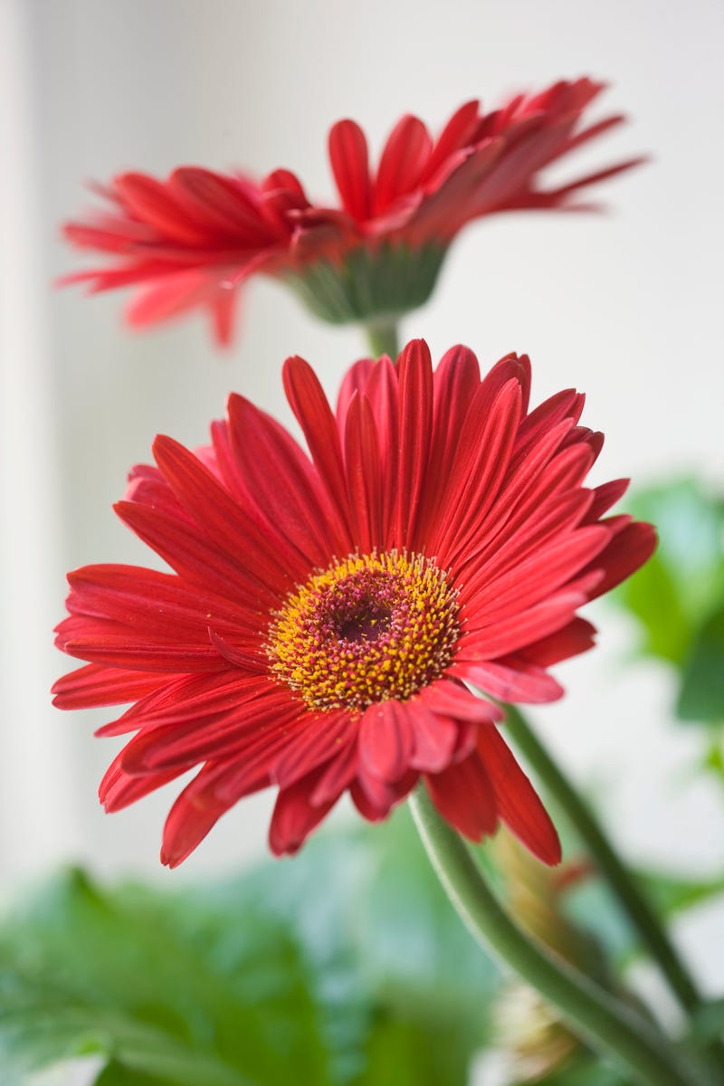 17 Air-Purifying Plants That Can Help Eliminate Toxins Indoors All Year