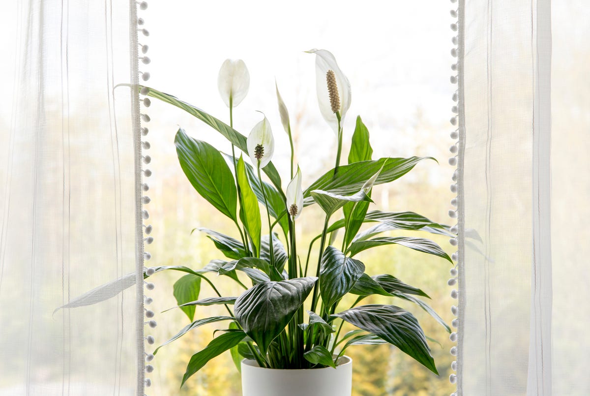 17 Air-Purifying Plants That Can Help Eliminate Toxins Indoors All Year