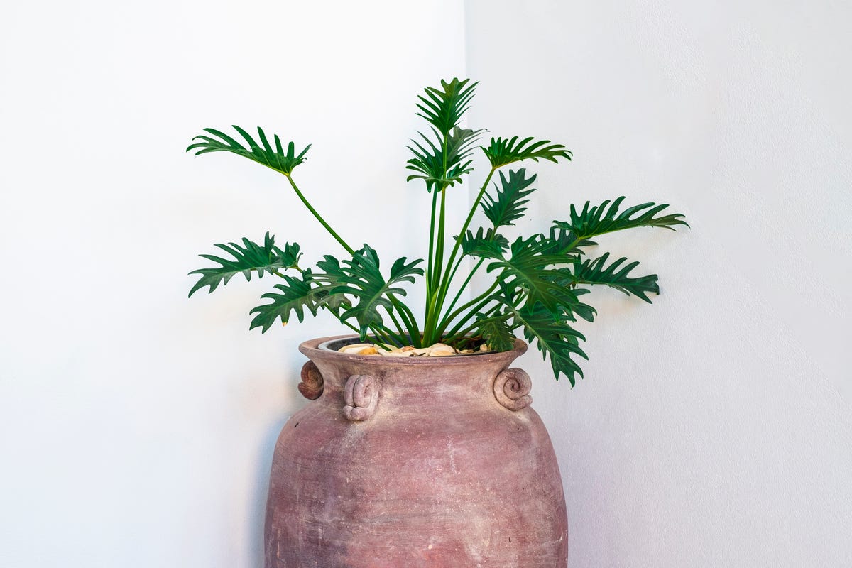 17 Air-Purifying Plants That Can Help Eliminate Toxins Indoors All Year