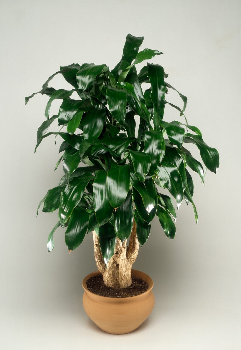 17 Air-Purifying Plants That Can Help Eliminate Toxins Indoors All Year