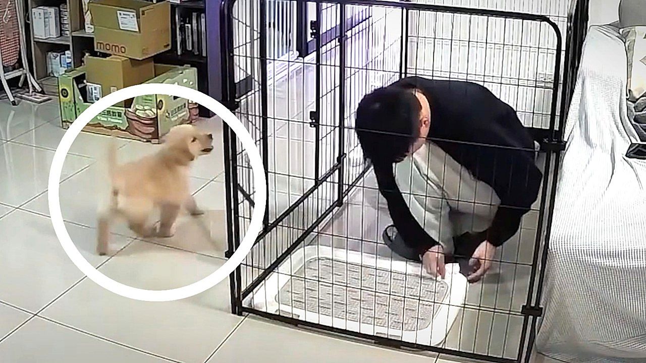 Cheeky puppy locks owner inside his own cage