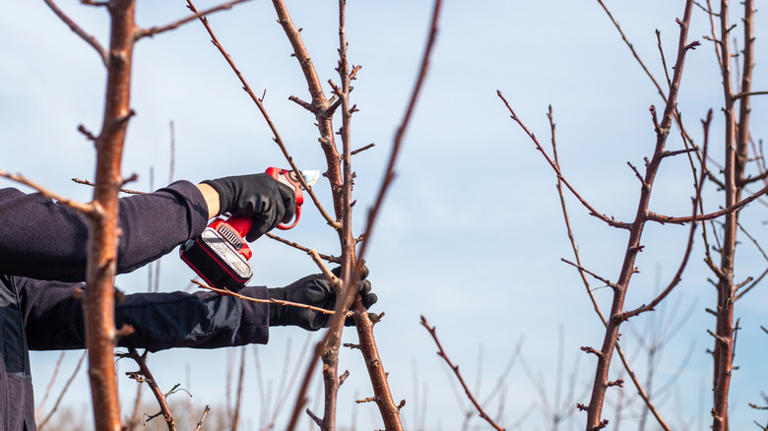 Electric pruning shears: What to know before buying