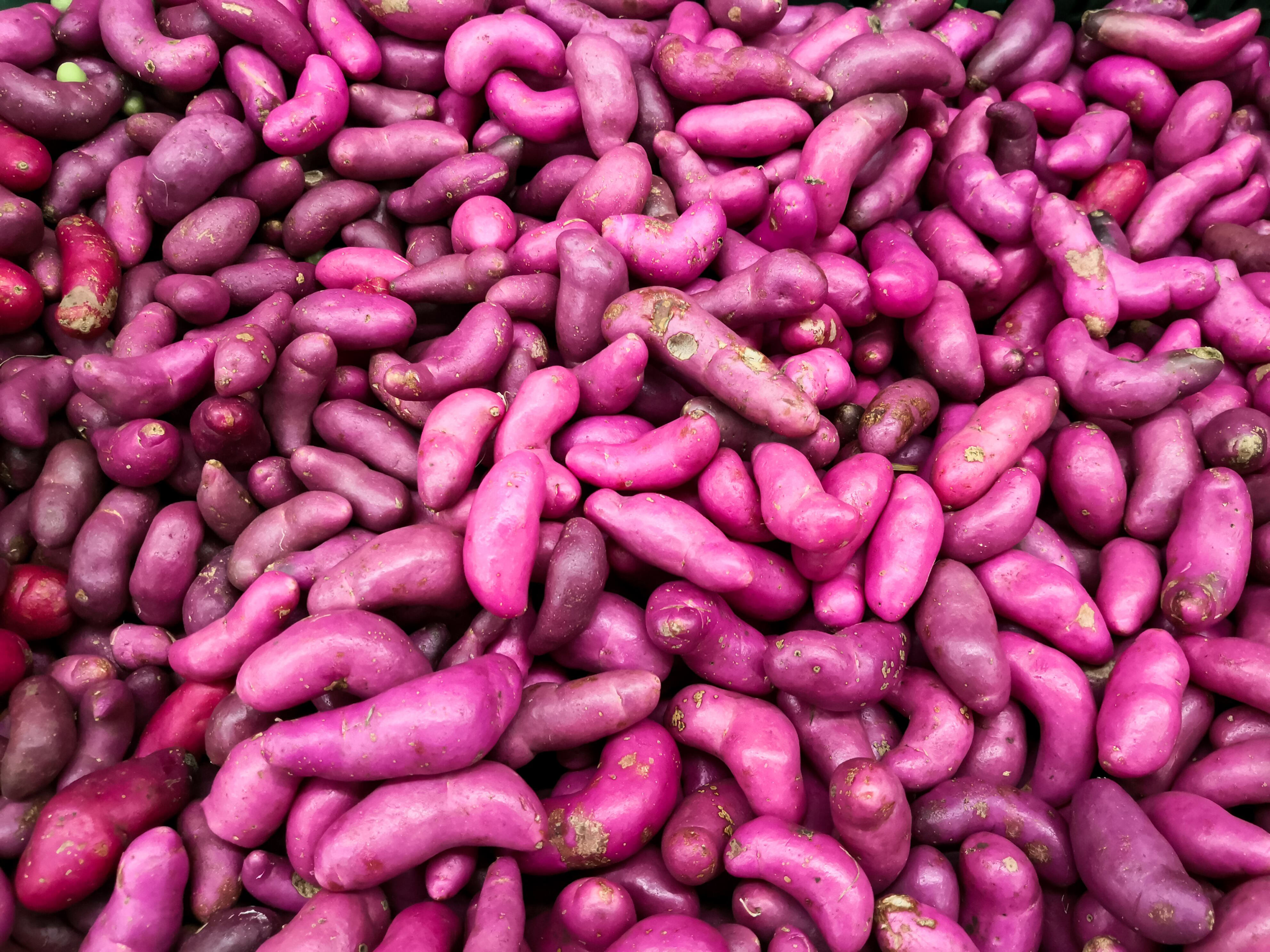 ¿Para qué sirve el olluco o la chugua? El tubérculo colombiano que casi ...