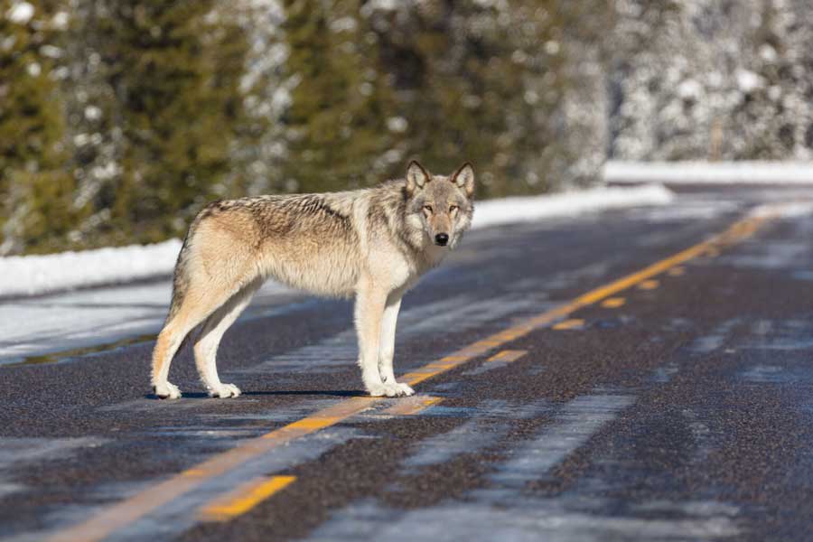 Reward for illegally killed wolf increased to $31K<br>