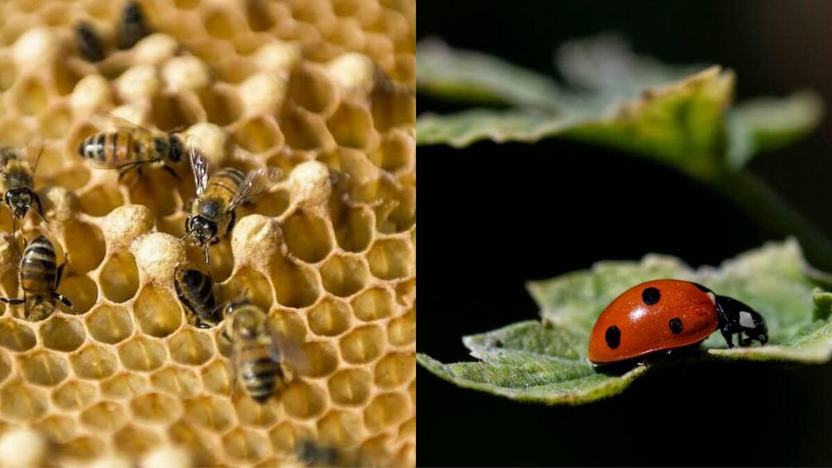 Insects that sustain entire ecosystems