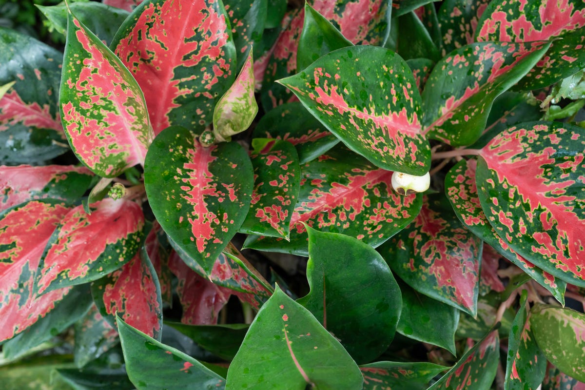 17 Air-Purifying Plants That Can Help Eliminate Toxins Indoors All Year