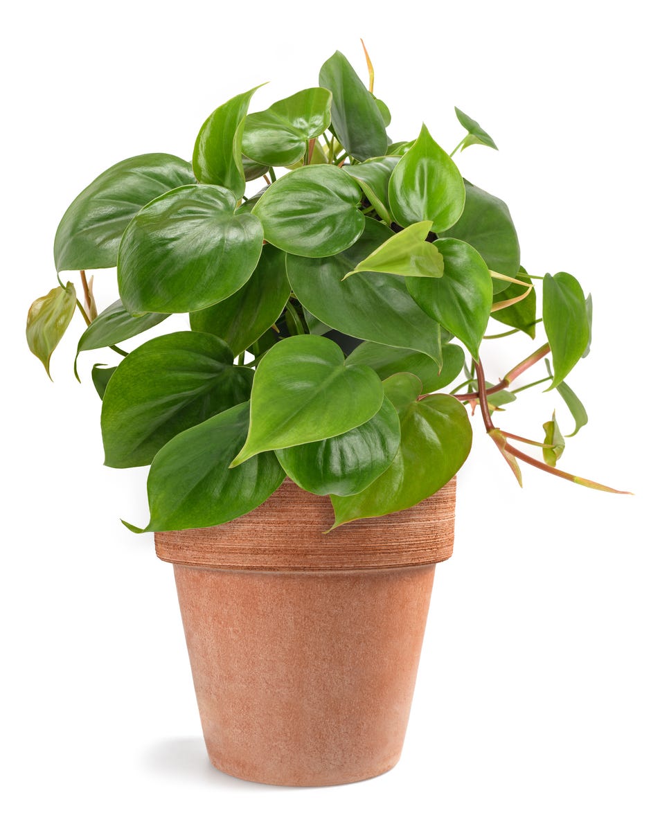 17 Air-Purifying Plants That Can Help Eliminate Toxins Indoors All Year