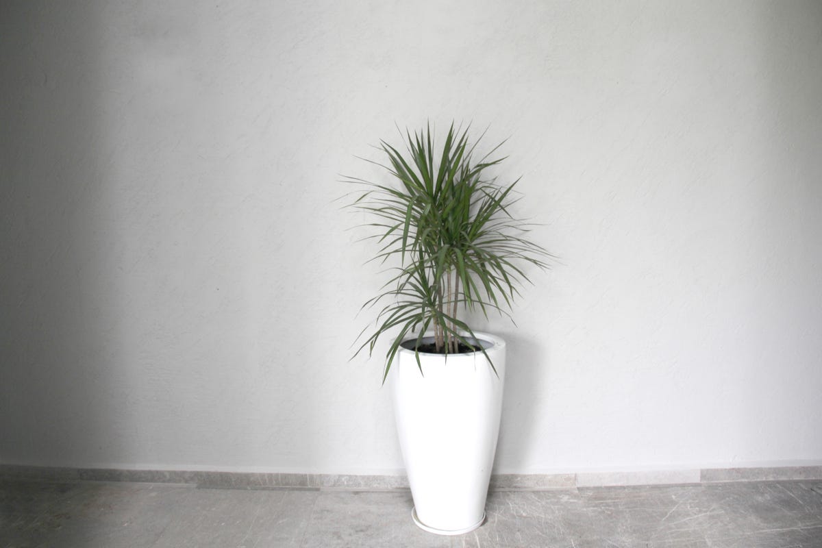 17 Air-Purifying Plants That Can Help Eliminate Toxins Indoors All Year