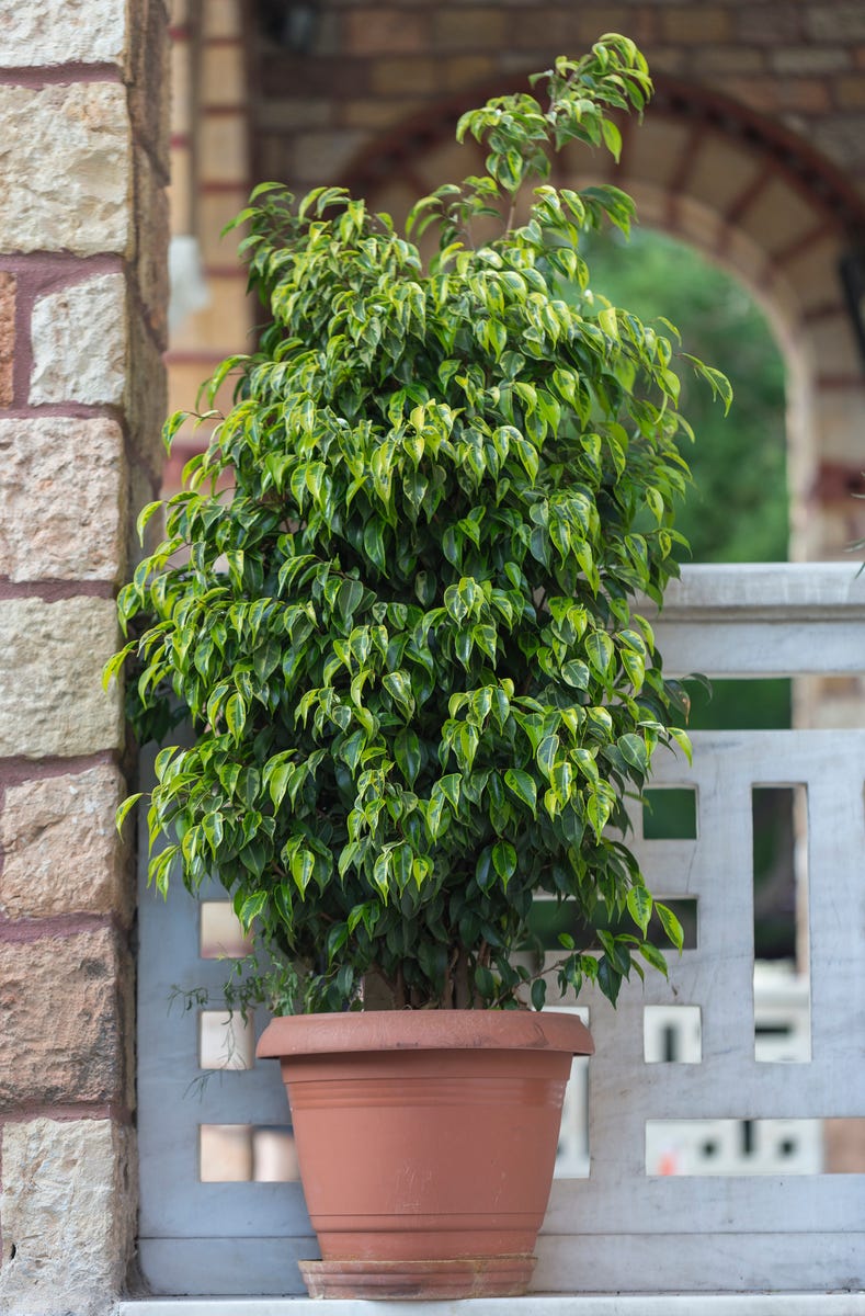 17 Air-Purifying Plants That Can Help Eliminate Toxins Indoors All Year