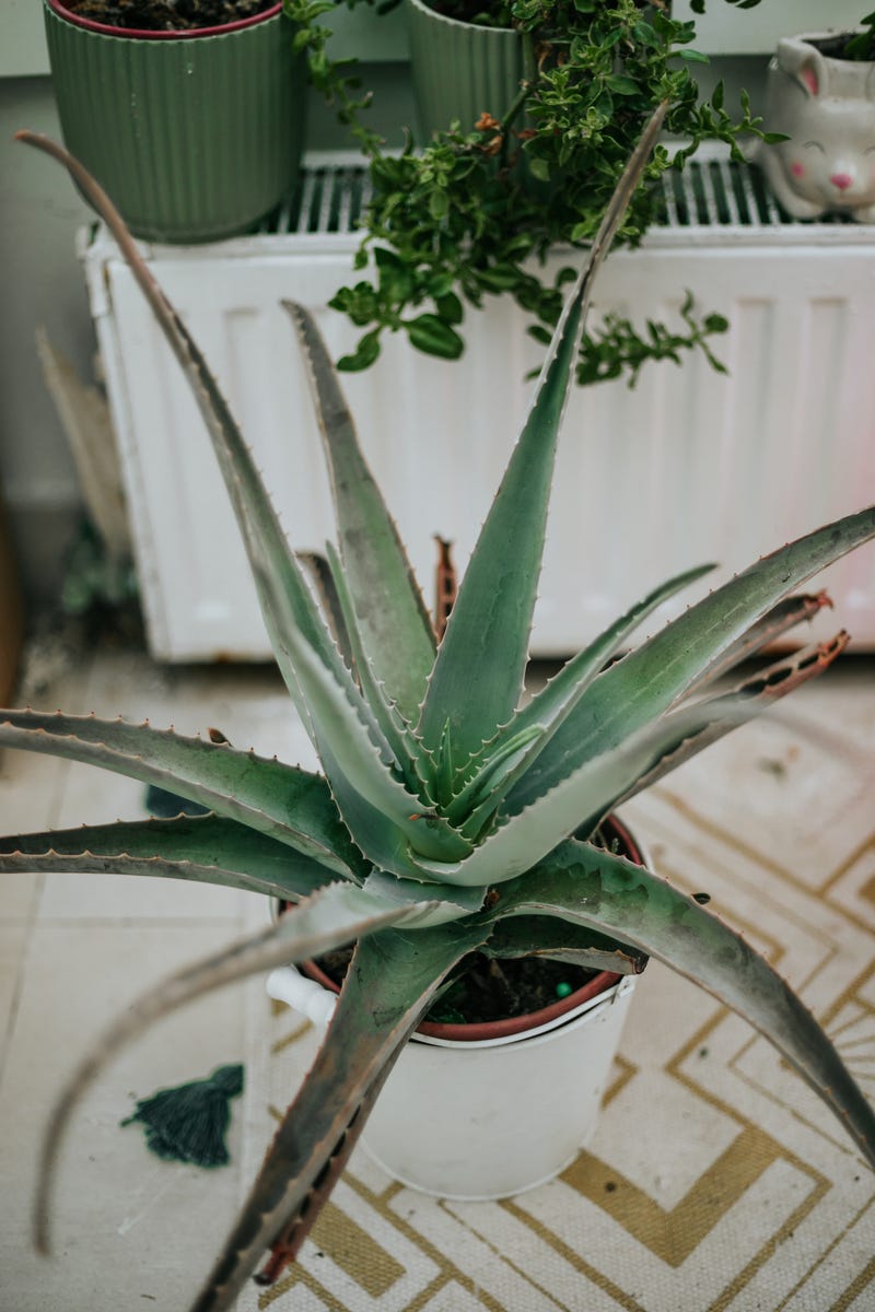 17 Air-Purifying Plants That Can Help Eliminate Toxins Indoors All Year