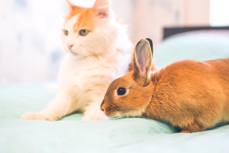 Take a mental health break: watch a cute rabbit get surprised with a ...