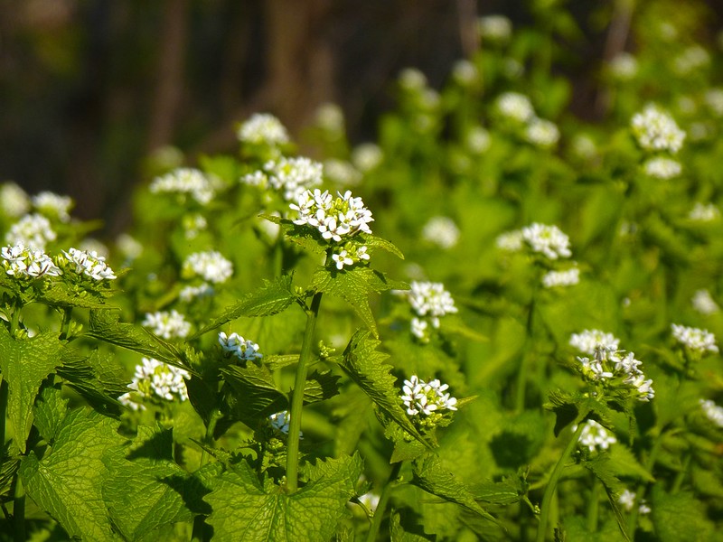 The 11 invasive species destroying Canadian ecosystems right now