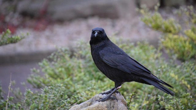 Researchers discover surprising reason for birds' strange behavior in ...