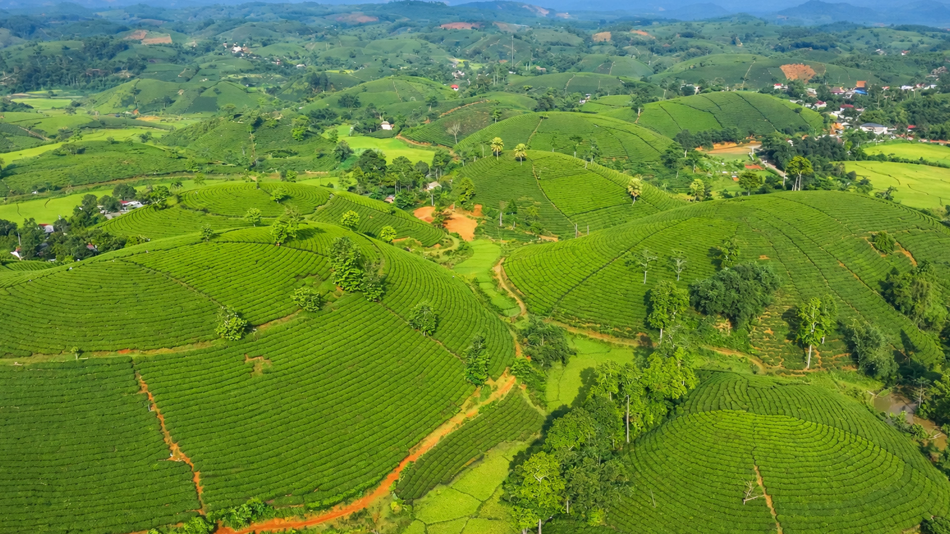 Would you walk through these tea fields?