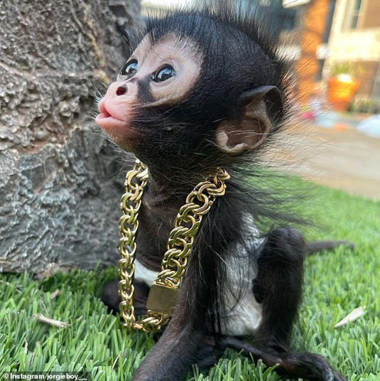 Thousands of pet monkeys could be seized and killed as a ban on keeping the animals looms