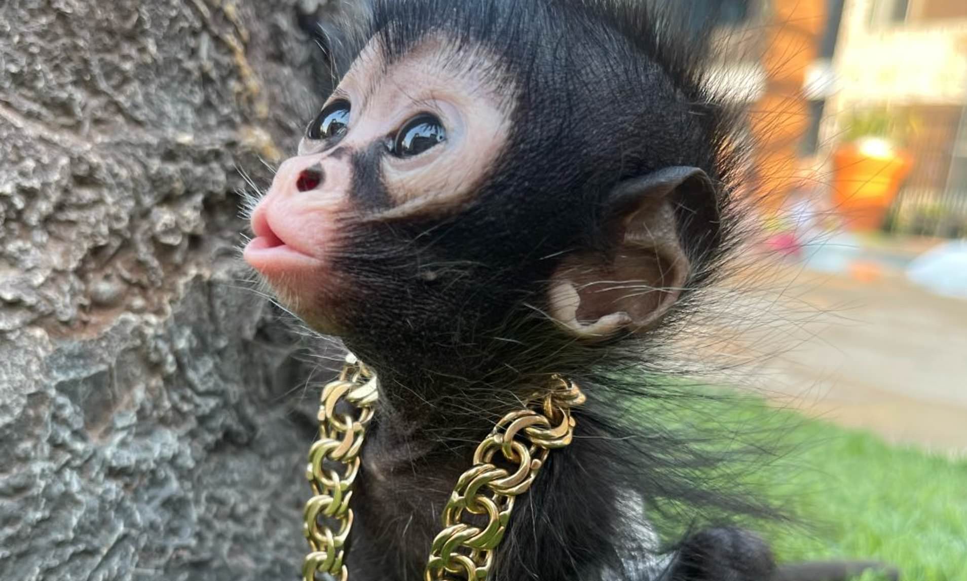 Pet monkeys 'could be seized and killed' in England as ban looms amid ...
