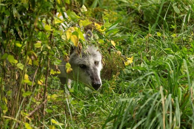 Researchers overjoyed as trail cameras capture unbelievable footage of ...