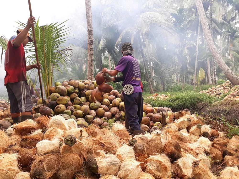 Harga kelapa bulat di Inhil terus anjlok, petani makin terhimpit