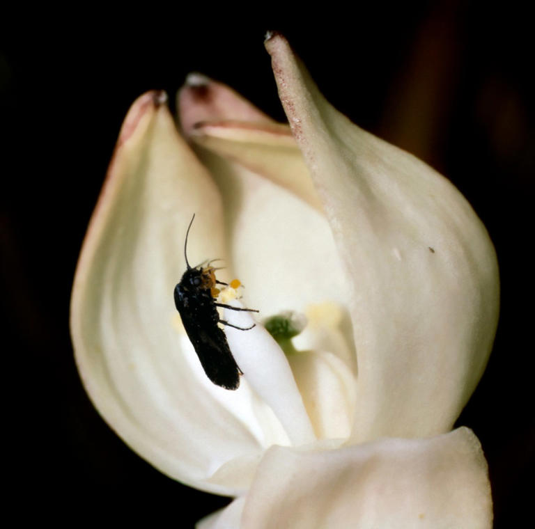 Joshua trees bloomed earlier than usual – and it spells trouble for ...