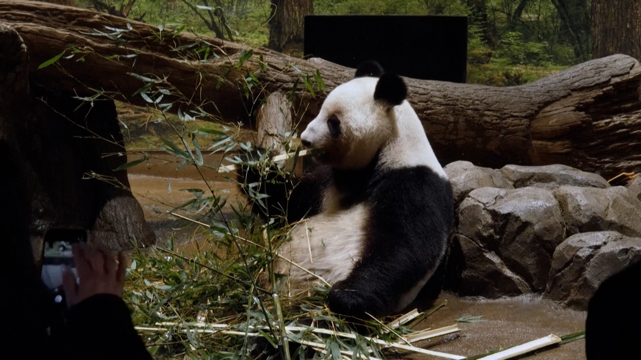 Japan’s last panda twins to return to China amid growing tensions