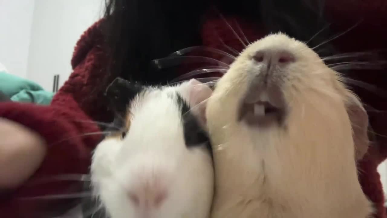 Guinea pig freezes mid-teeth gnash when owner touches its friend in ...