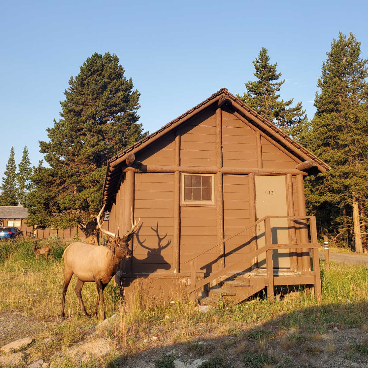 Lake Lodge Cabins: Front row seats to Yellowstone's best wildlife show