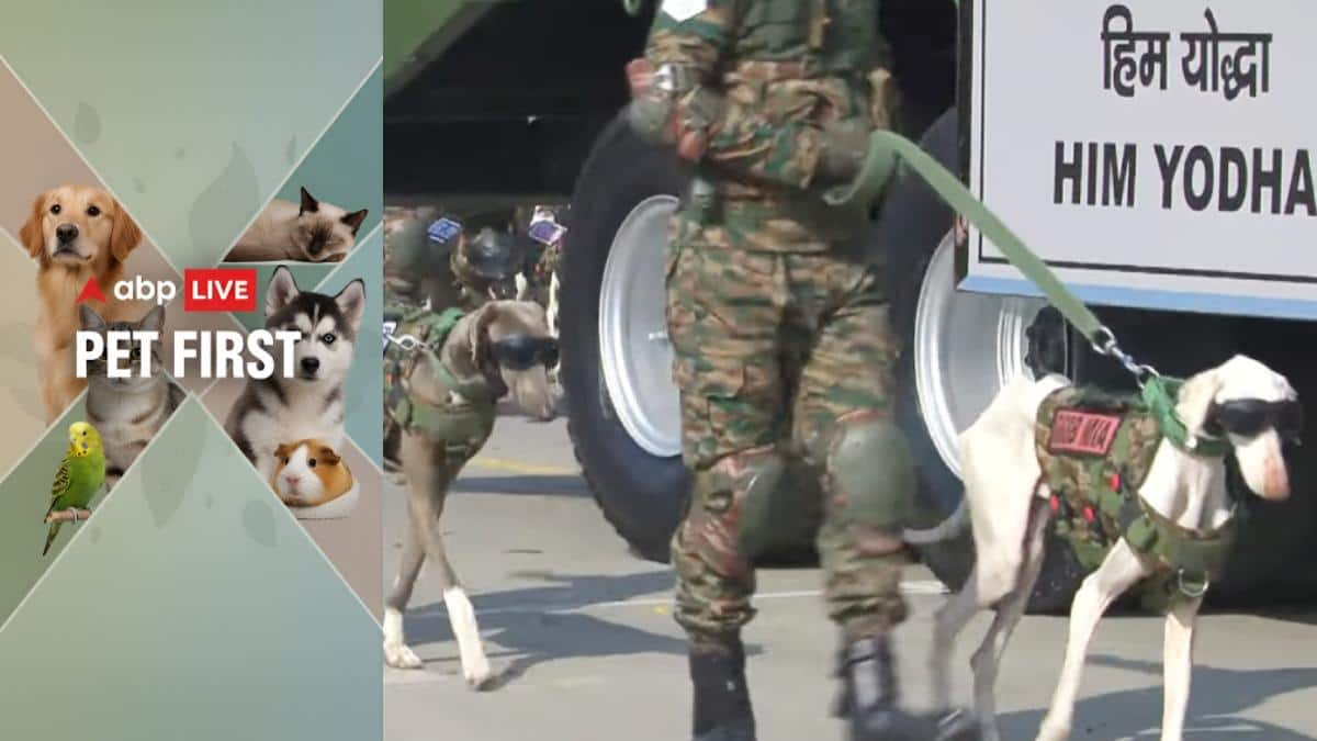 ABP Live Pet First | Why are Indian Army's K9 heroes sporting dapper ...