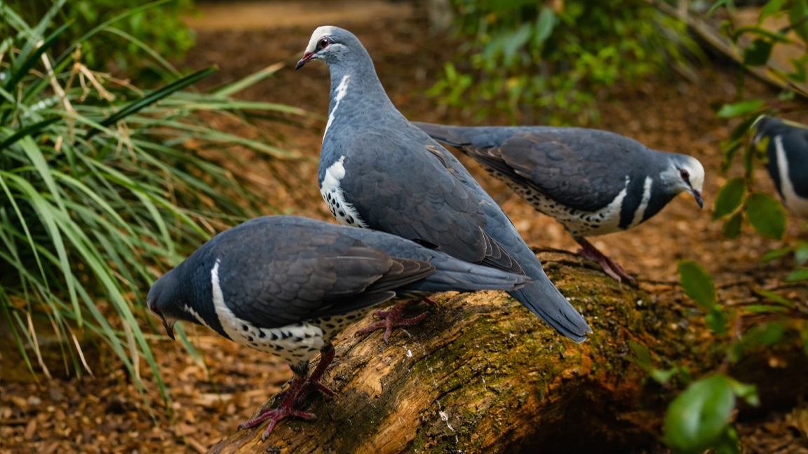 Wonga pigeons gathering in the green silence
