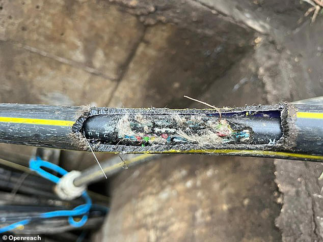 Broadband company will go bust over fears rats have chewed through its ...