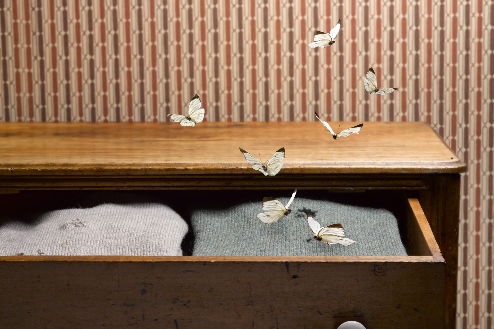 Why moths may matter more than bees, according to science
