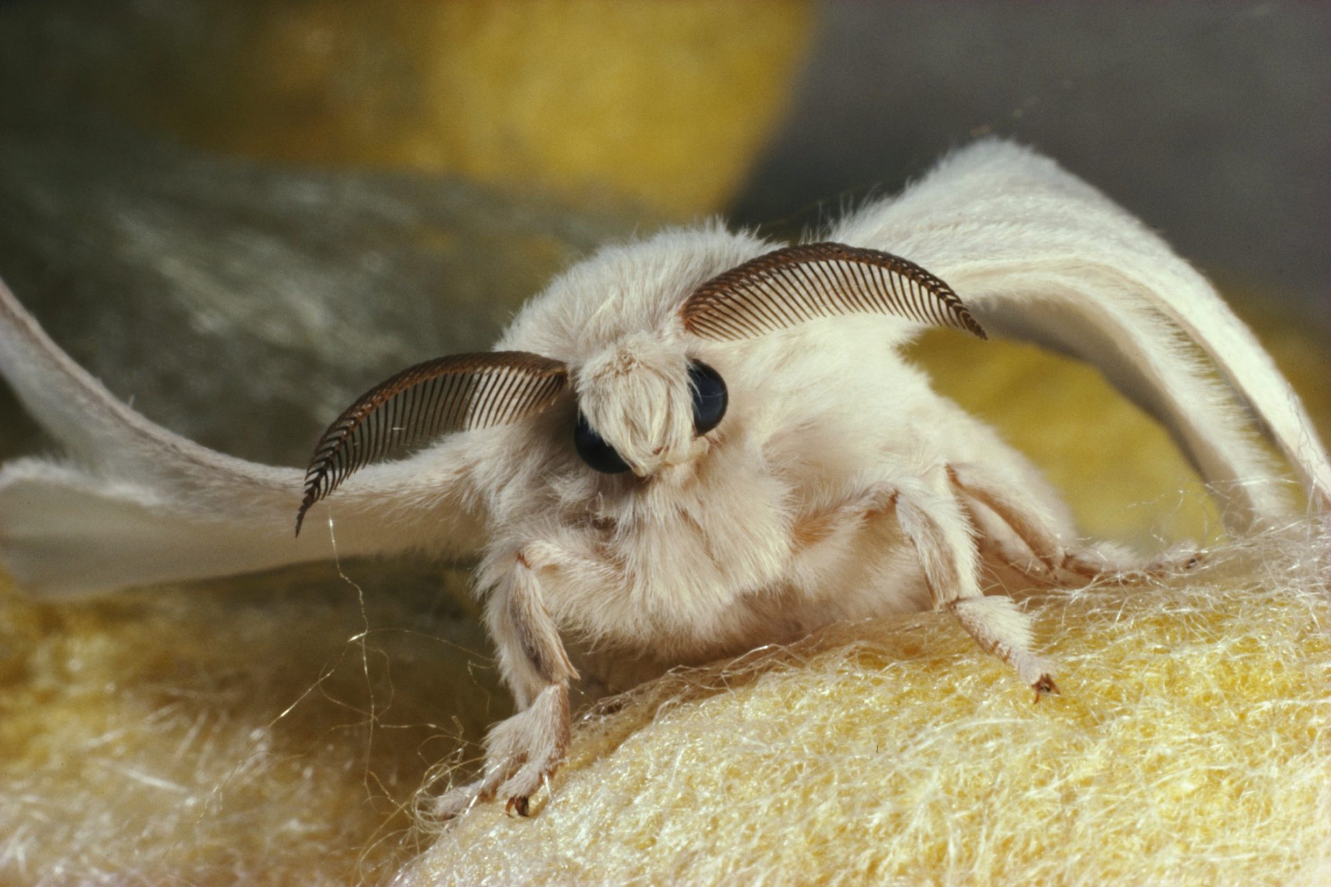 Why moths may matter more than bees, according to science