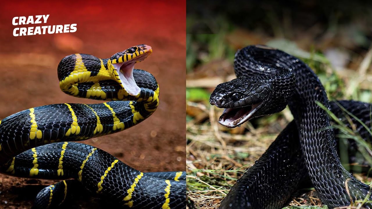 Deadliest snake encounters caught on camera reveal how fast strikes ...